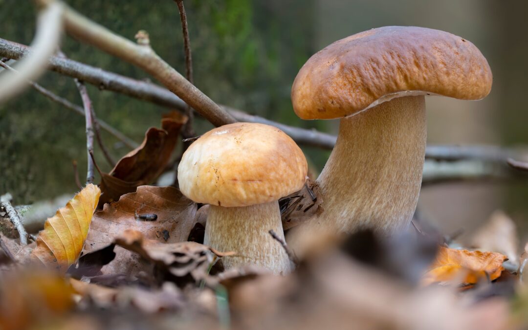 frische Steinpilze