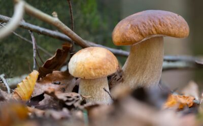 frische Steinpilze