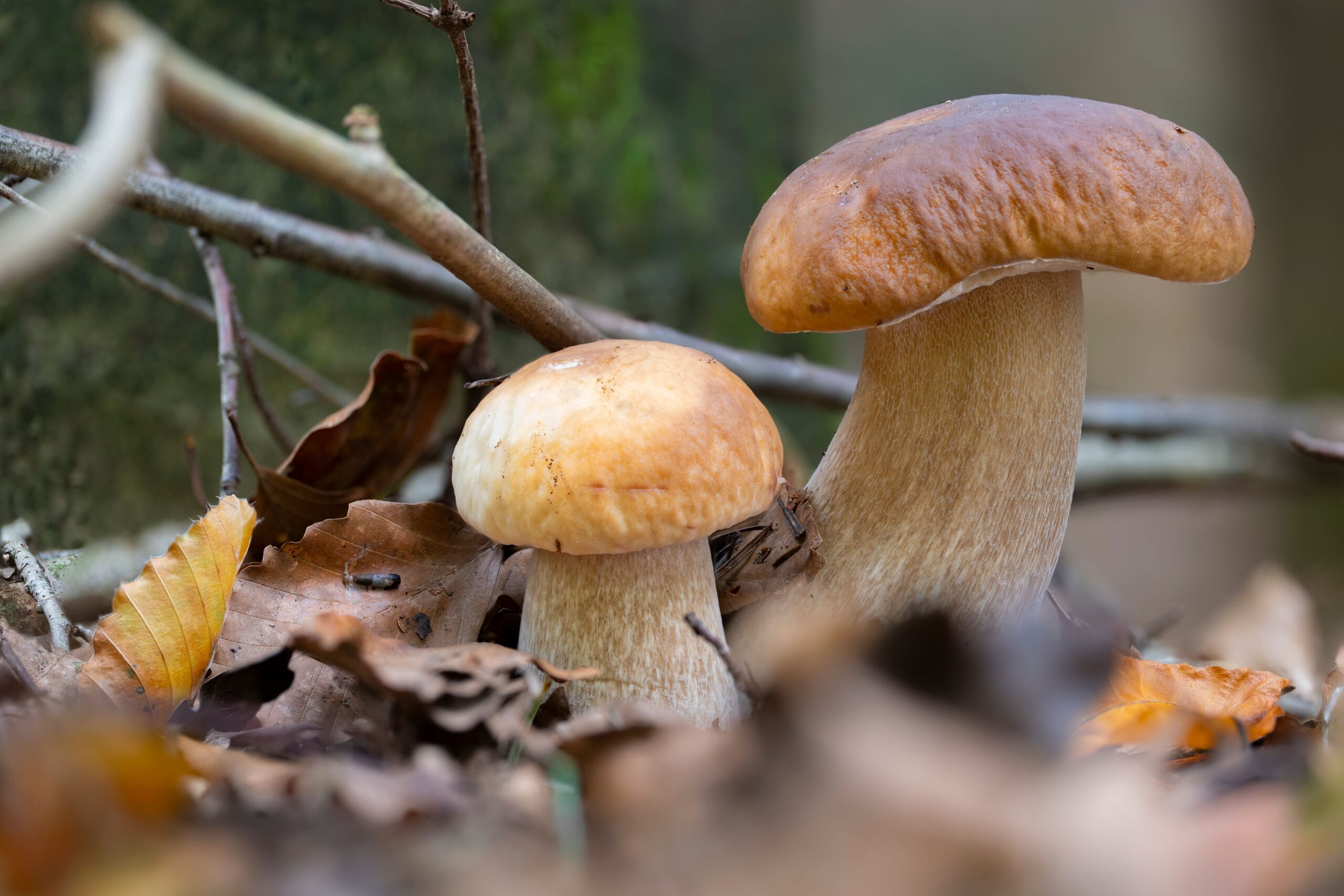 frische Steinpilze